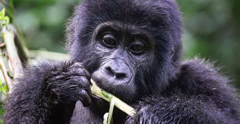 Ruanda Giorni Gorilla Trekking Adventure Safari Getyourguide