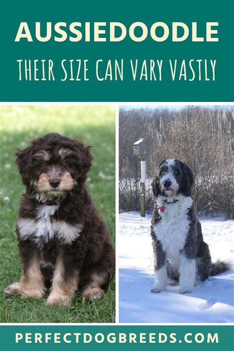 Aussiedoodle Size | Aussiedoodle, Doodle dog breeds, Teddy bear dog