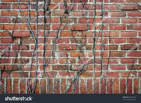 Red Brick Wall With Dead Vines Stock Photo 32864827 Shutterstock
