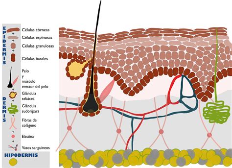 Estructura De La Piel