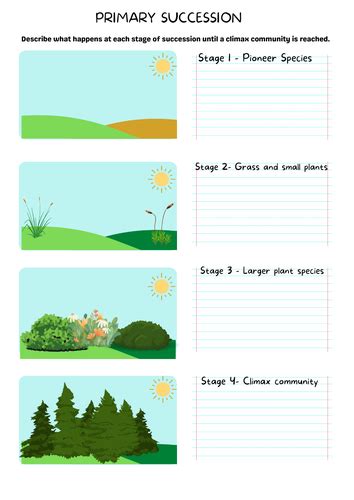 Primary Succession Worksheet Teaching Resources