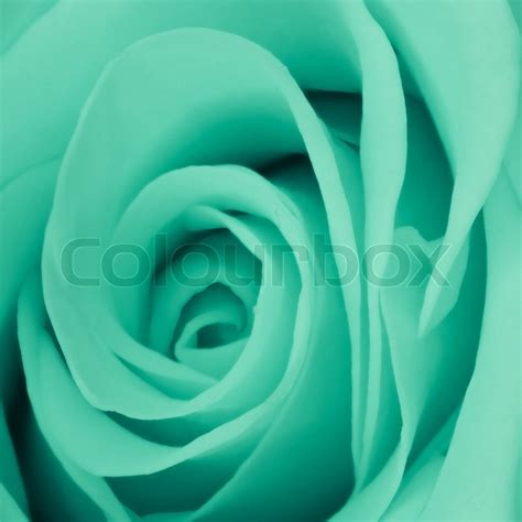 Close up of green rose petals | Stock image | Colourbox