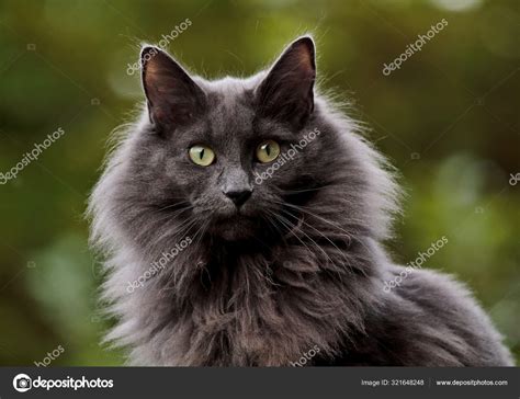 A Blue Norwegian Forest Cat With Very Alert Expression Stock Photo By