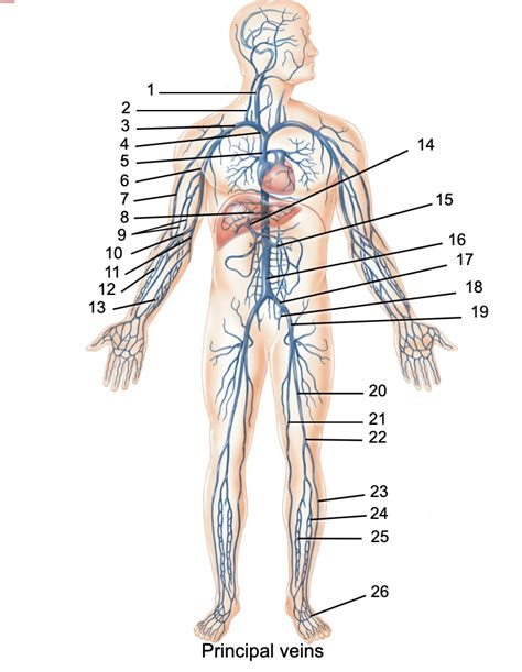 Veins full body Diagram | Quizlet