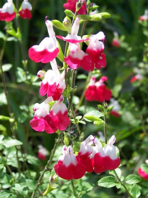 Salvia microphylla 'Hot Lips' Salvia 'Hot Lips' from Plantworks Nursery