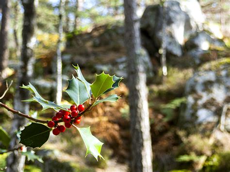 La Forêt de Fontainebleau Erwan Balestreri Photographie