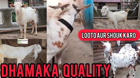 Dhamaka Quality Climate Set Goat Chanas Me Loot Lo Aur Shouk Karo