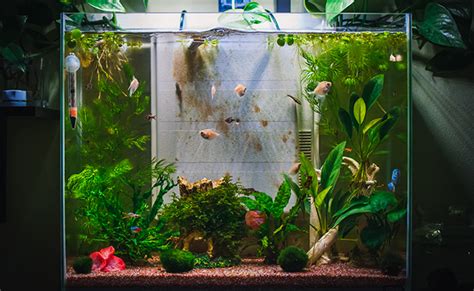 Changer Leau De Son Aquarium Quand Comment Conseils Et Bonnes