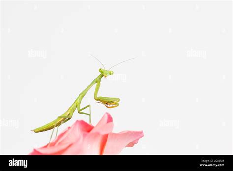 Side View Of Young Green Praying Mantis Nymph With Head Turned To Face