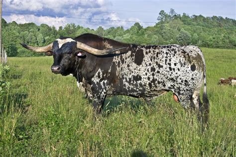 Texas Longhorn Cattle Photos