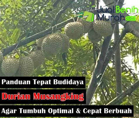 Cara Nak Tanam Durian Musang King