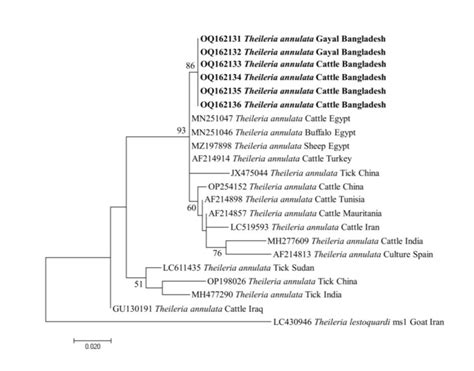 A Maximum Likelihood Phylogram Of T Annulata Inferred From Tams