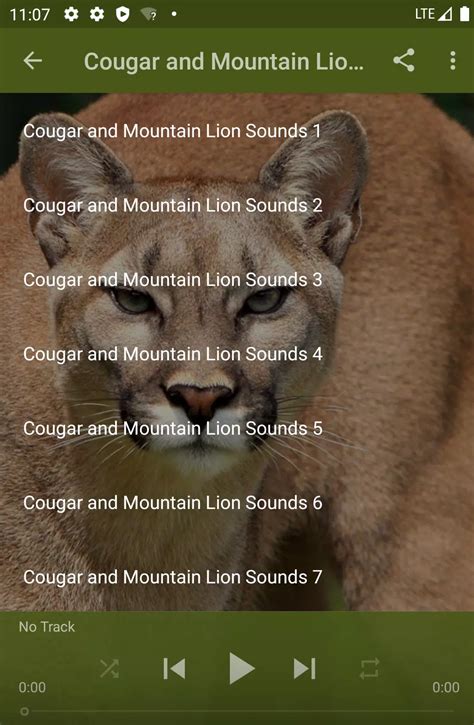 Mountain Lion Roar