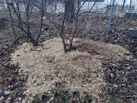 Baumsanierung München GreenCare Baumkontrolle