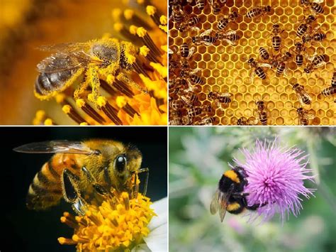 Las Abejas Son Los Seres Vivos M S Importante Del Planeta Ve Por Qu