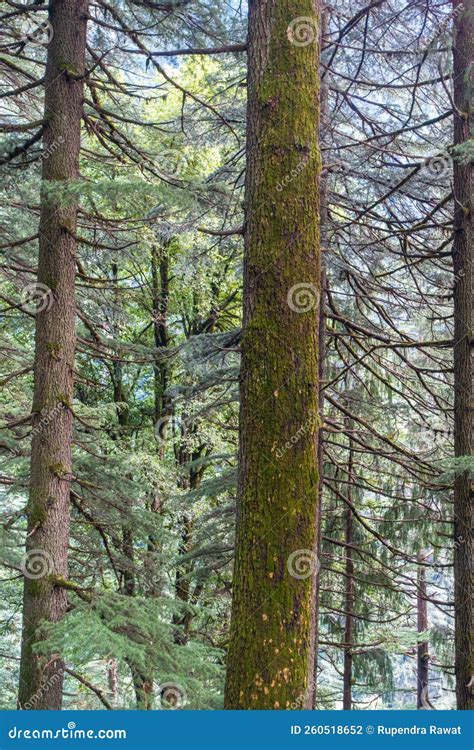 Cedrus Deodara The Deodar Cedar Himalayan Cedar Or Deodar Is A