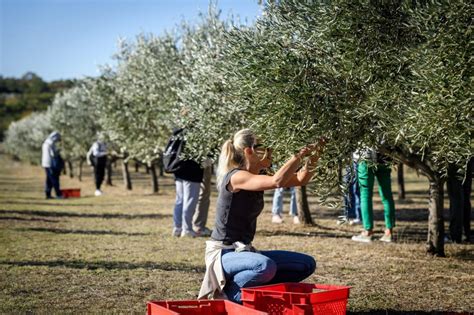 Zadarski Sprema Li Nam Se Veliki Novi Iskorak Ruralnog Turizma Ovo