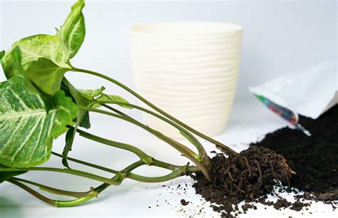 Repotting Seedling Of Syngonium Plant In The Pot Transplanting