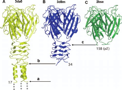 Identification Of The Protease Cleavage Sites On Rbps And Their