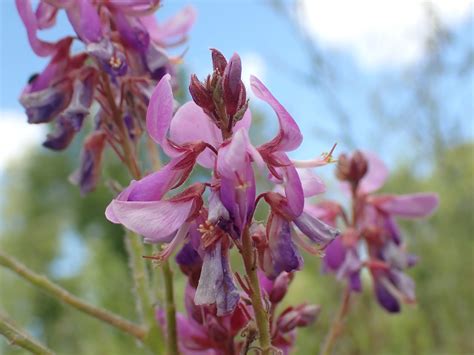 Desmodium canadense - Showy Tick-trefoil | Lauren's Garden Service