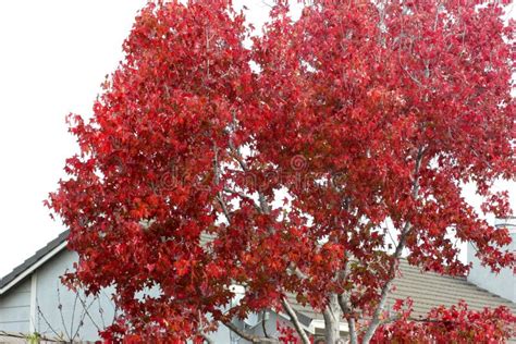 Autumn Colors Of American Sweetgum Liquidambar Styraciflua Stock Photo