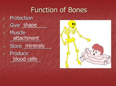 Skeletal Remains Objective To Learn How To Determine Sex And Ethnicity