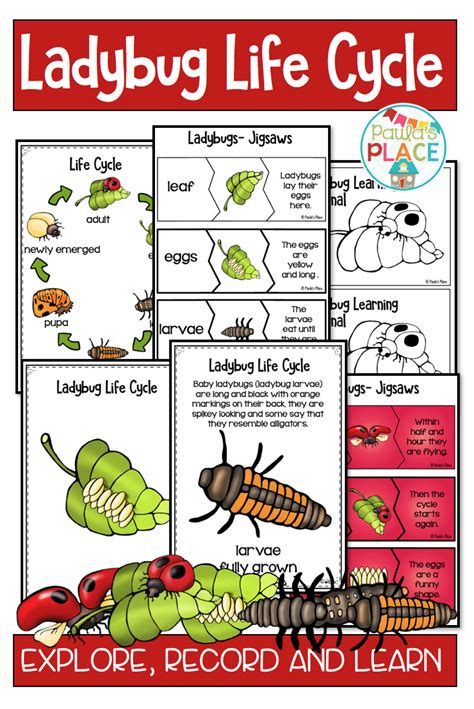 Ladybug Life Cycle Activities And Worksheets Ladybug Life Cycle