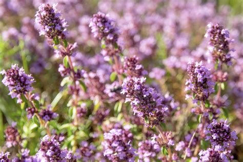 The Most Beautiful Ground Cover Plants Plantura