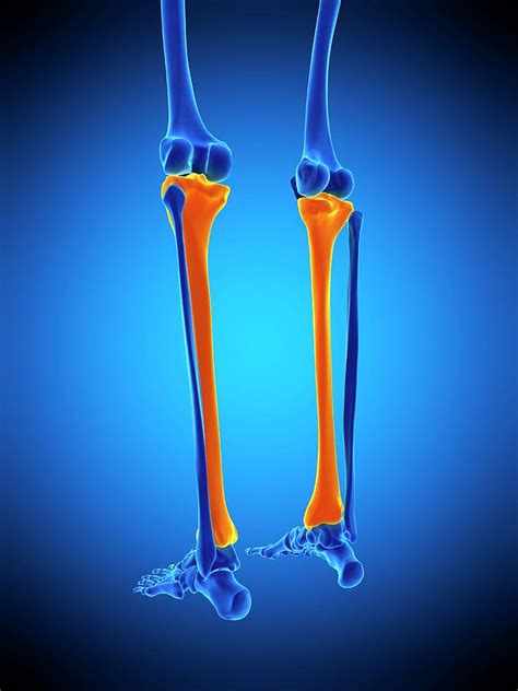 Shin Bone 1 Photograph By Science Photo Library Pixels