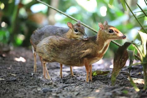 Family Tragulidae - Worldwide Nature