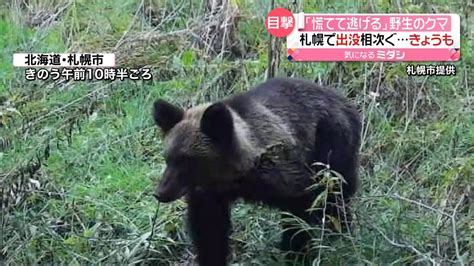 野生のクマ札幌市で出没相次ぐ 「慌てて逃げる」（2022年10月17日掲載）｜日テレnews Nnn