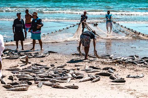 Pesca Da Tainha Conhe A Essa Tradi O De Santa Catarina