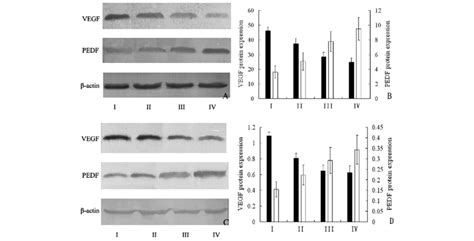 The Protein Expression Levels Of Vegf And Pedf In Chorioid Tissue A