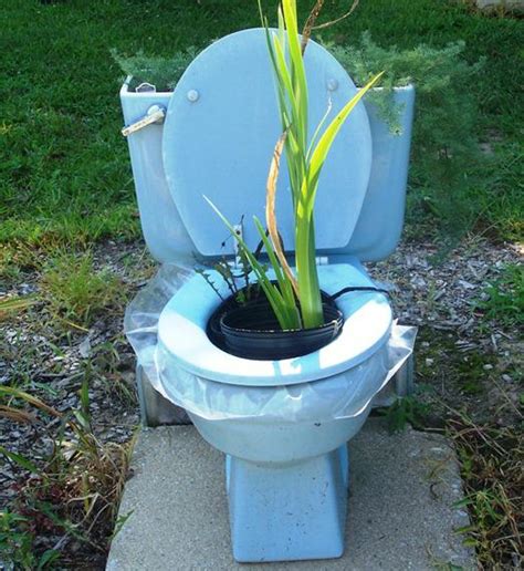 Heres An Idea You Should Flush Toilets As Planters