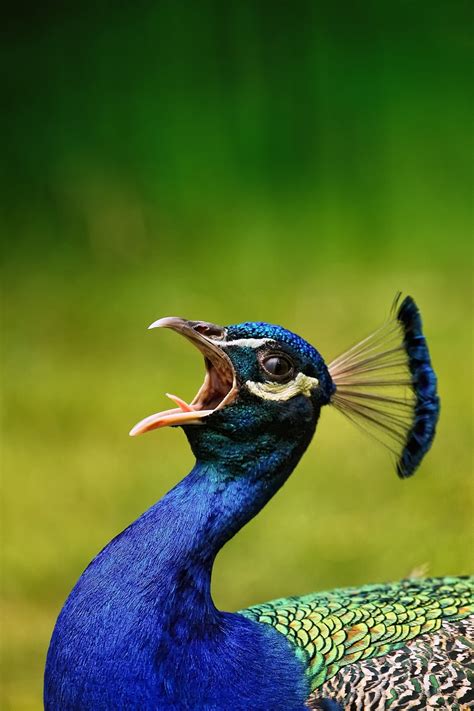 Bird Peacock Beak - Free photo on Pixabay