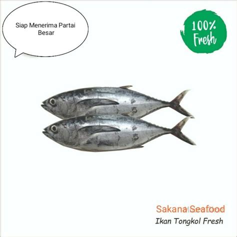 Jual Ikan Tongkol Abu Abu Fresh Kg Shopee Indonesia