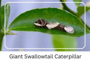 Giant Swallowtail Butterfly: Identification, Facts & Pictures