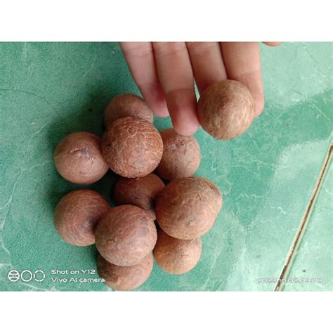 Jual Jual Biji Buah Pinang Tua Asli Kupas 1 Kg Shopee Indonesia