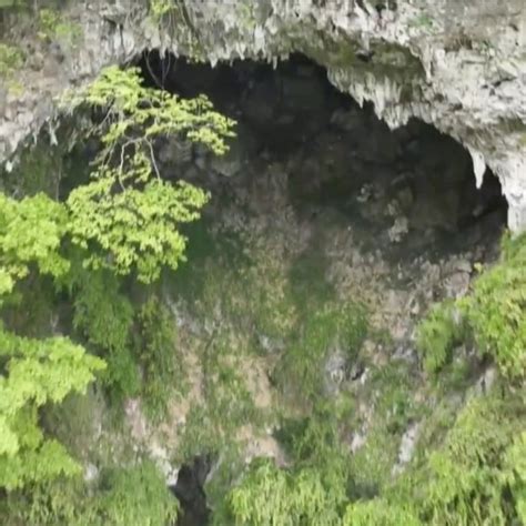 Scientists Find Ancient Forest Hidden In Newly Discovered 192 Metre