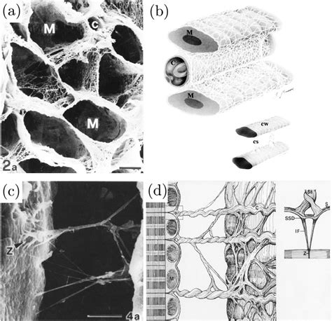 A Scanning Electron Micrographs Showing Endomysial Collagen