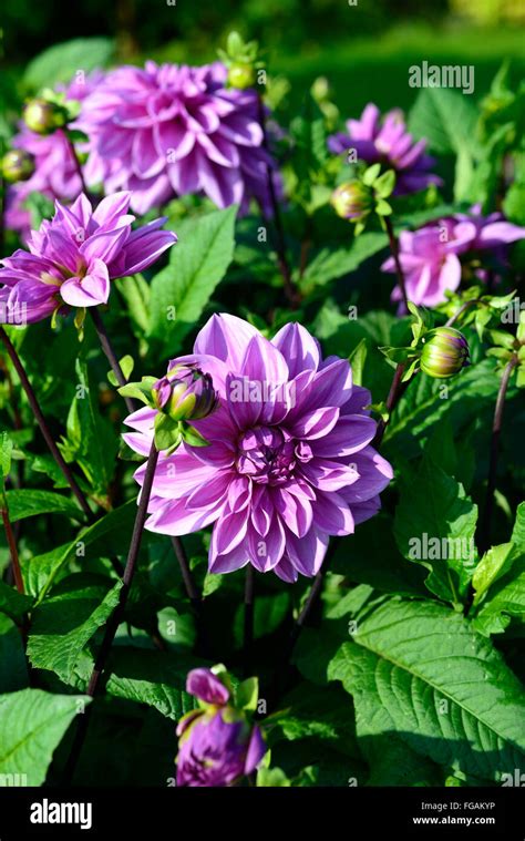 Lilac Dahlia Blossom Dahlia Hi Res Stock Photography And Images Alamy