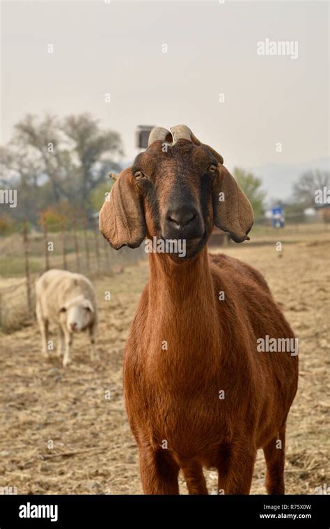 Nubian Goat High Resolution Stock Photography And Images Alamy