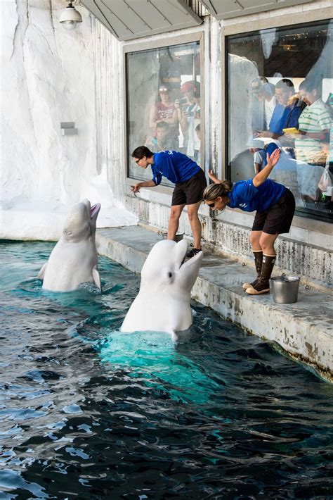 Beluga Whale In Sea World