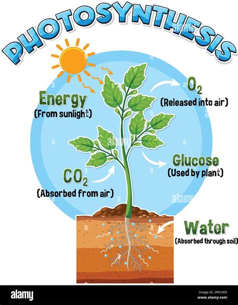 Diagrama de fotosíntesis para la biología y la ilustración de la