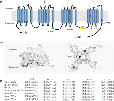 Electrophysiological Features The Next Precise Step For SCN2A