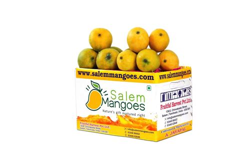 Salem Mangoes Buy Malgova And Salem Bangalora Mango From No1 Online