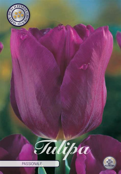 Purple Tulip Bulbs Passionale