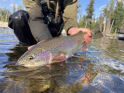 Alaskan Rainbow Trout Western Native Trout Initiative