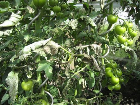 Braunfäule an Tomaten im Gewächshaus Hausgarten net