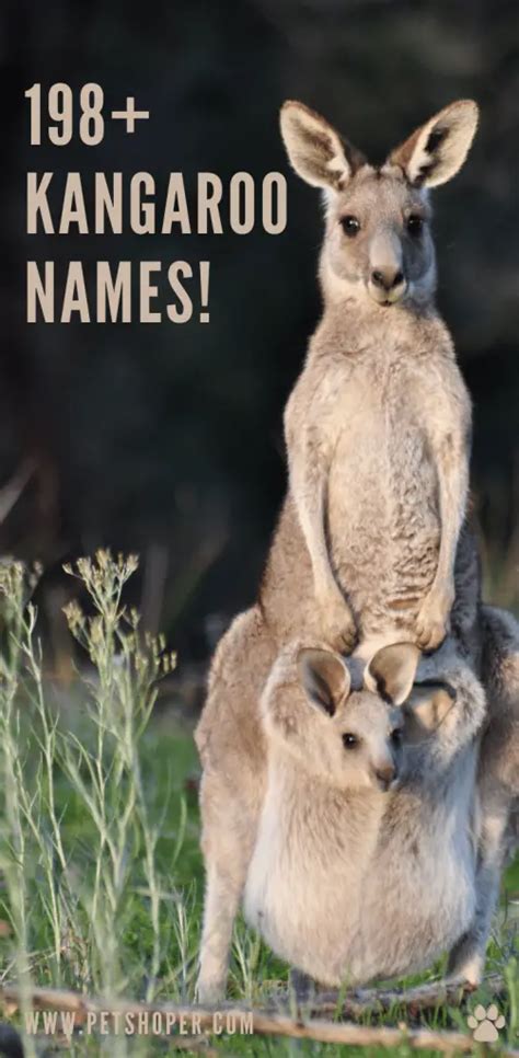 Kangaroo Names 198+ Best & Good & Famous Names! - PetShoper